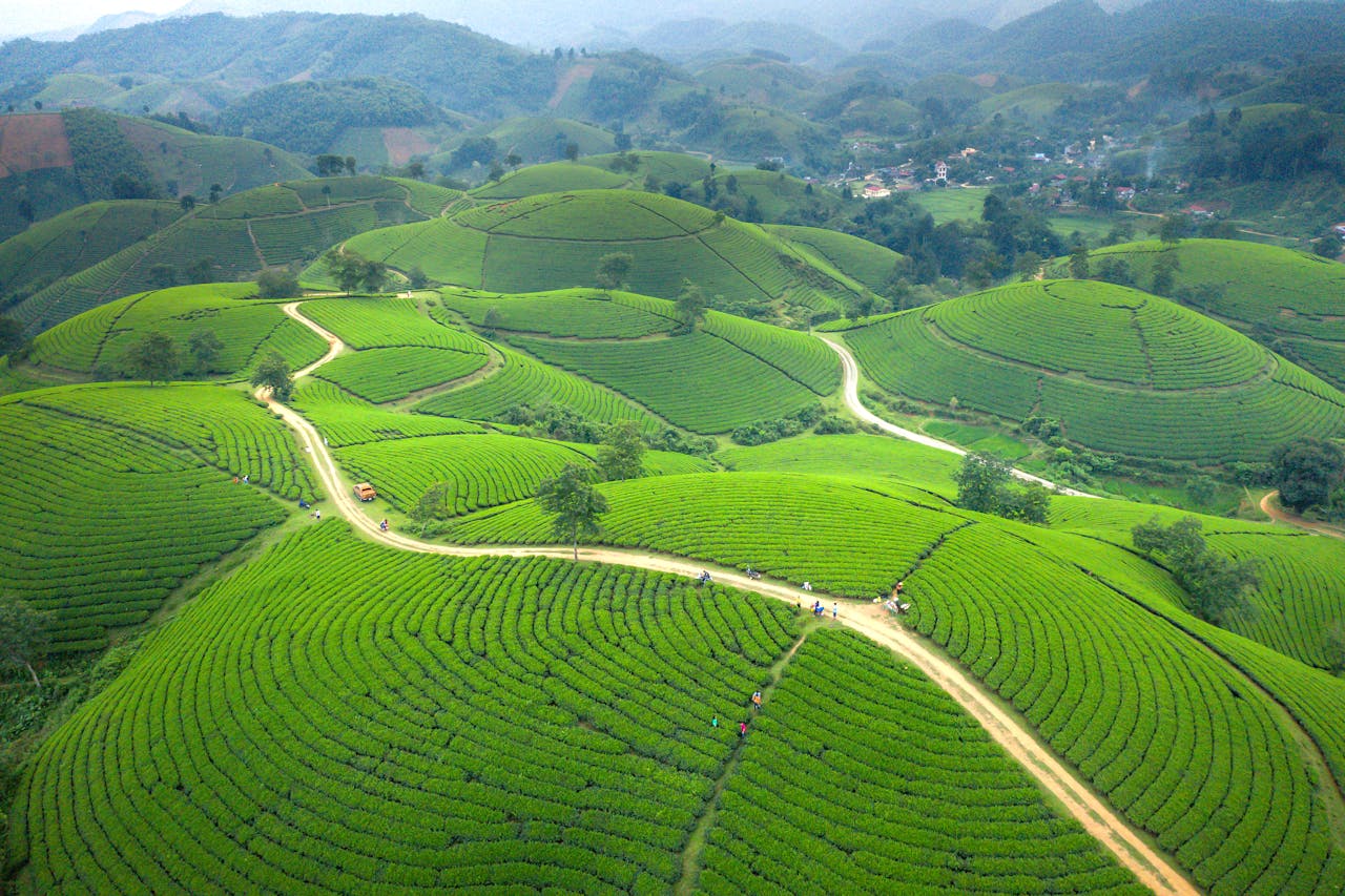Services Beautiful aerial shot of rolling green tea hills, showcasing nature's lush patterns.
