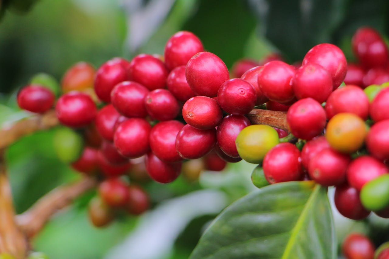 Home Close-up shot of ripe coffee cherries on a plant branch, showcasing vibrant colors and natural growth.