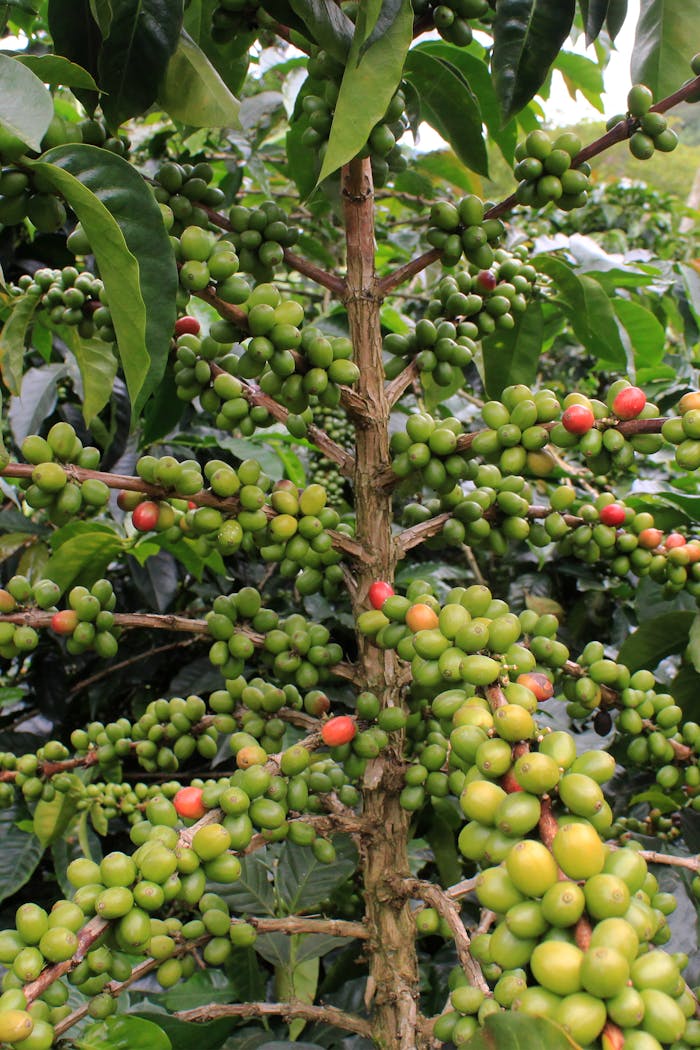 Crafting Captivating Headlines: Your awesome post title goes here Close-up of a coffee plant with vibrant unripe green and ripe red berries.