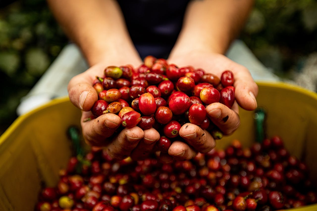 The Art of Drawing Readers In: Your attractive post title goes here Close-up of hands holding freshly harvested red coffee cherries, showcasing vibrant colors and rich texture.