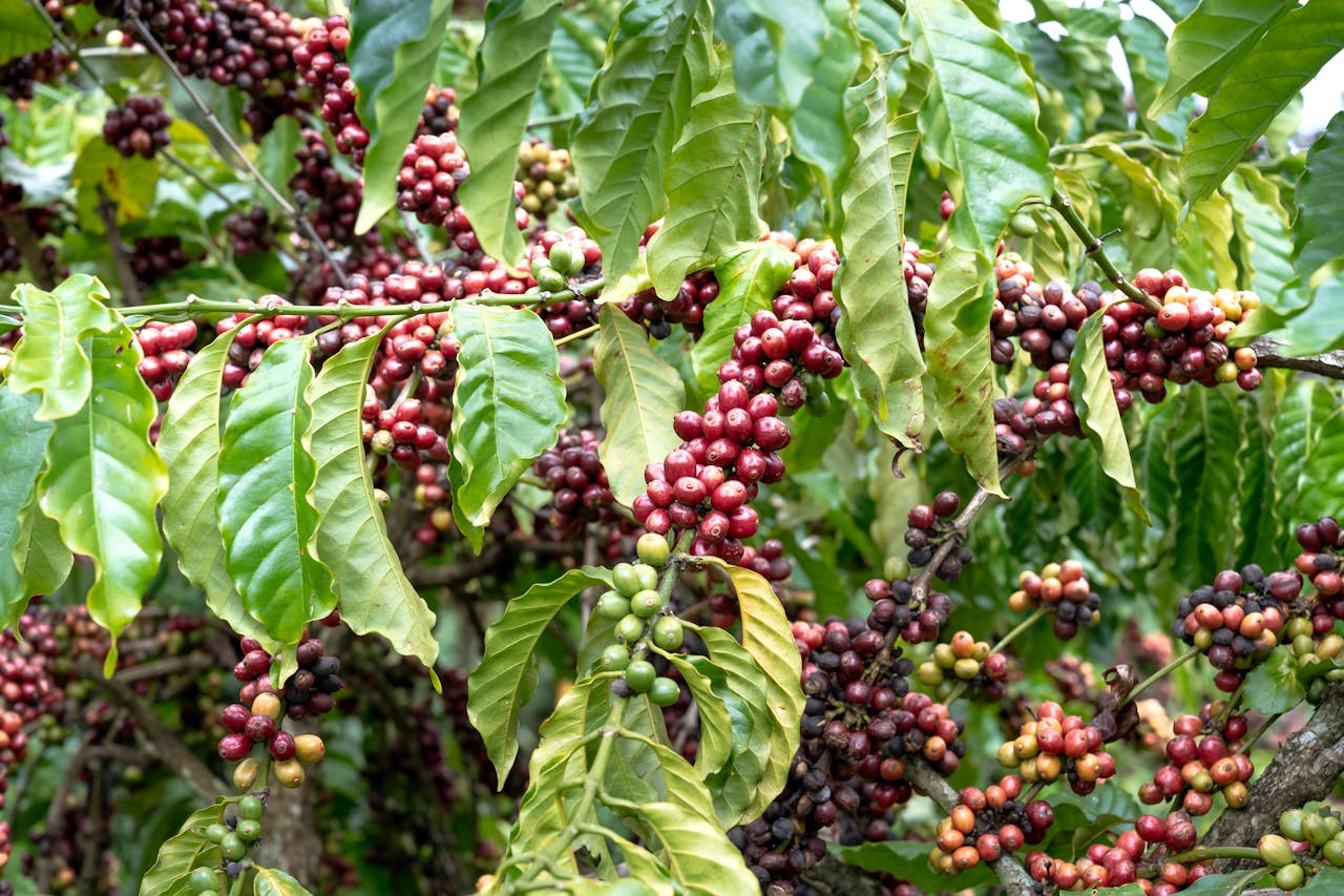 About Vibrant coffee cherries growing on branches in a lush plantation setting.