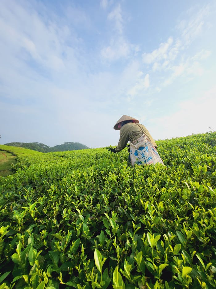 Services A tea picker wearing a traditional hat works in a lush green tea plantation under a clear blue sky.