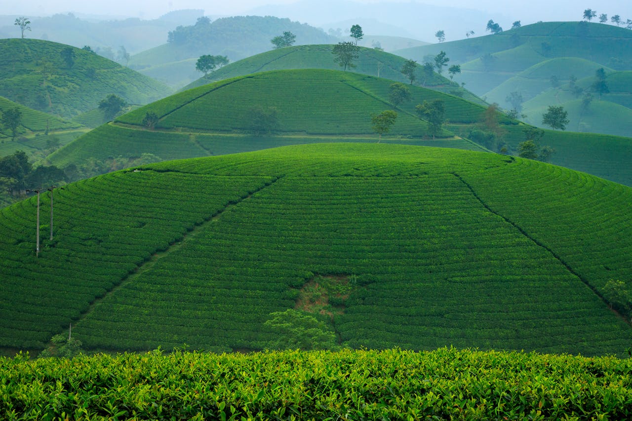 Services Scenic view of green tea hills in Phú Thọ, Vietnam, showcasing rich agricultural landscape.