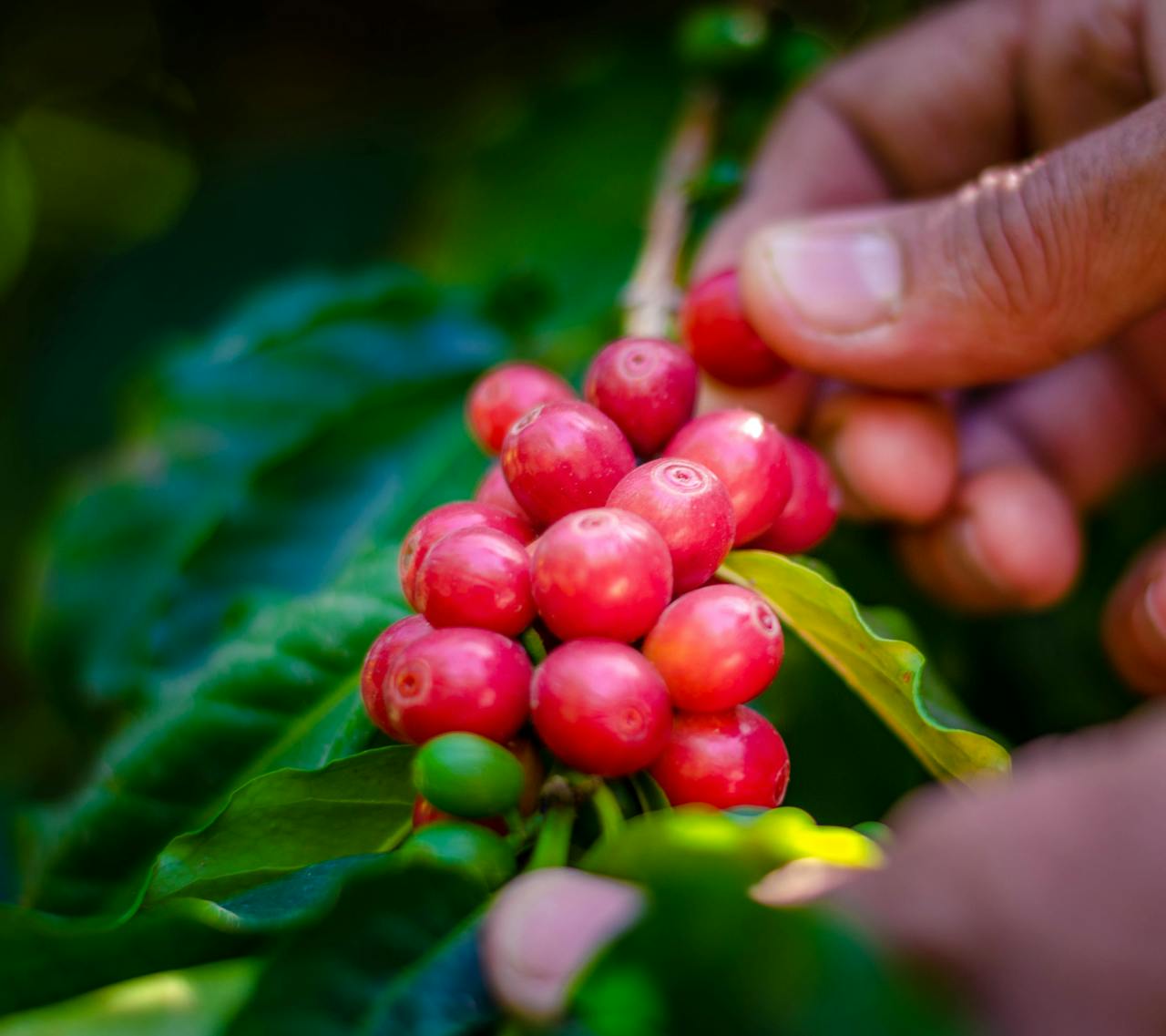 Mastering the First Impression: Your intriguing post title goes here Hands picking ripe red coffee cherries from a plant, symbolizing fresh harvest.
