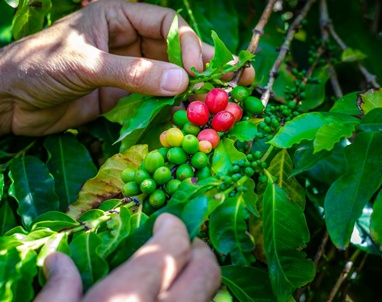 About Vibrant coffee cherries in various ripening stages on a coffee plant.