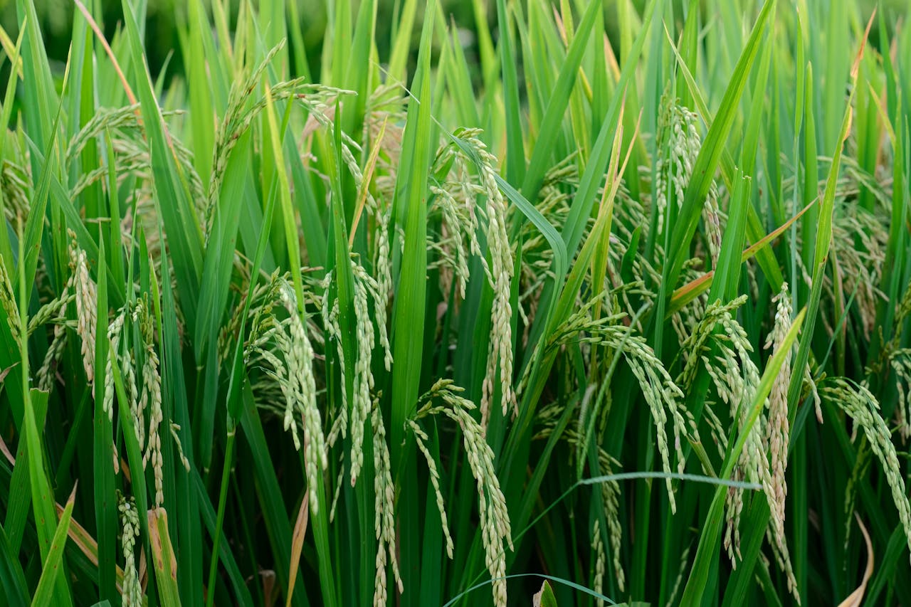 Services Close-up of a lush green rice field with ripening crop showcasing growth in a rural setting.