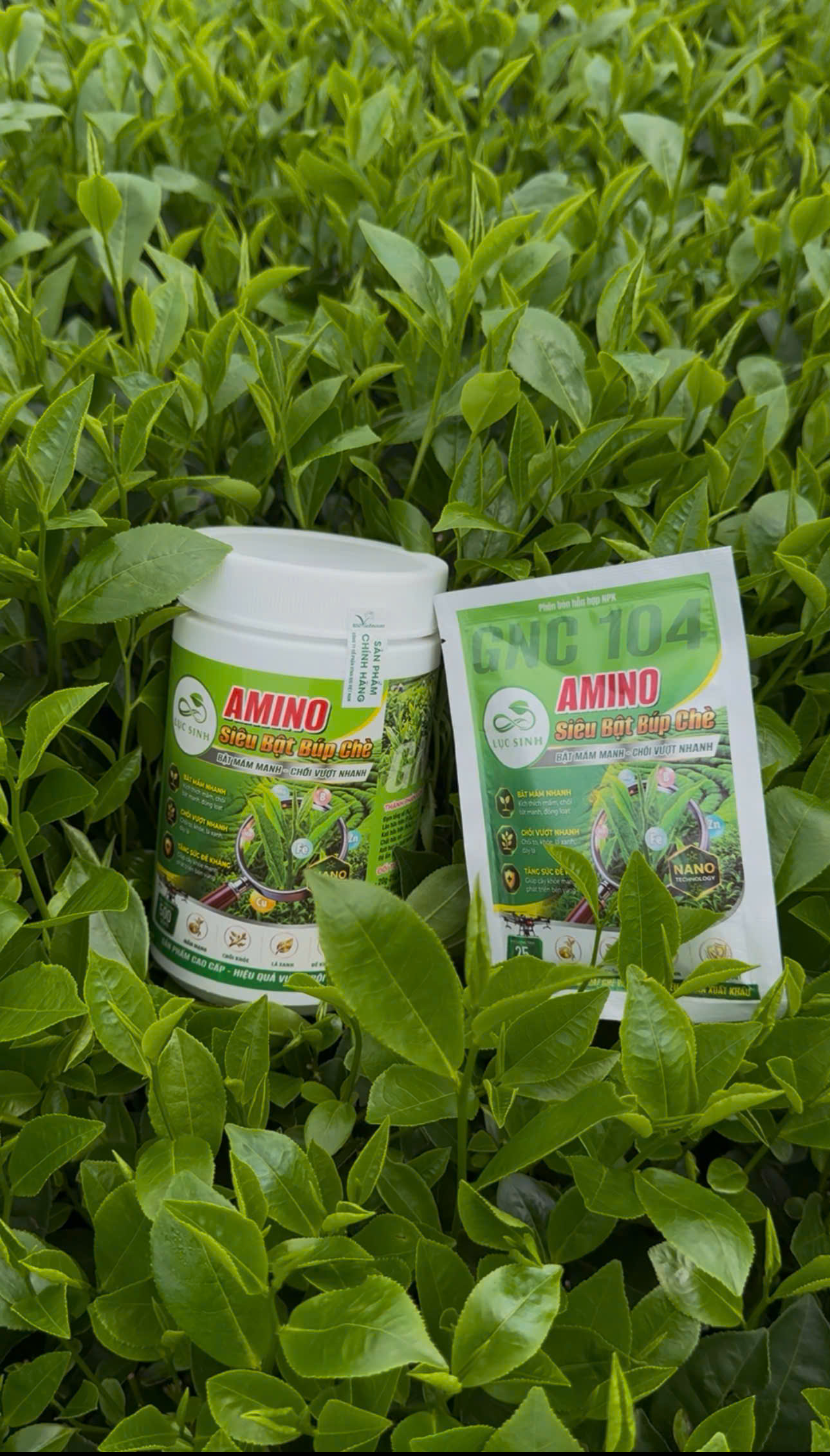 Lục Sinh Amino Siêu Bật Búp Chè - Trên Cây